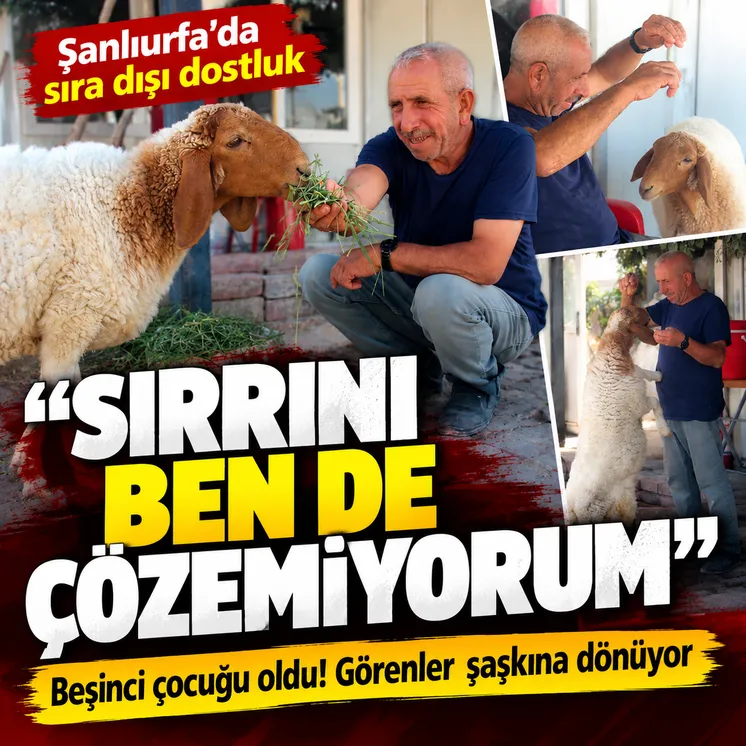 Şanlıurfa'da bekçi ile kuzunun sıra dışı dostluğu: "Benim beşinci çocuğum"