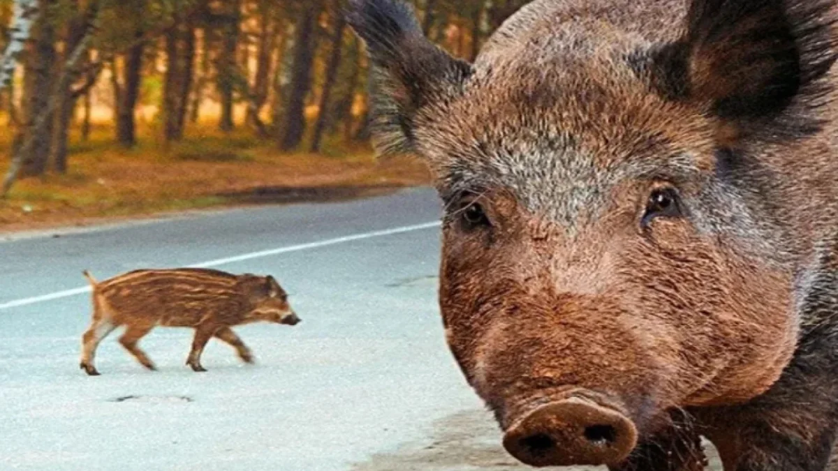 Aydın’da bir kasabın, cami önünde “babasının hayrına” kuşbaşı et dağıttığı, daha sonra etin domuz eti olduğunu itiraf ettiği haberleri gündemi sarsmıştı.