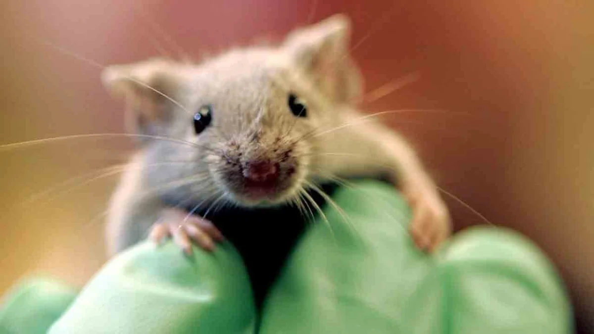 İspanya’daki CNIO araştırmacıları, bu ölümcül kansere karşı umut verdi