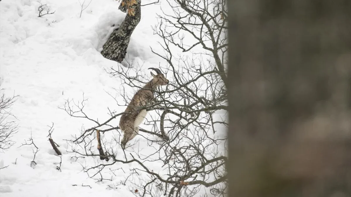 Kar kalınlığının yer yer 2 metreyi aştığı milli parkta