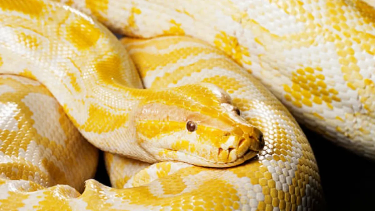 Denizli'de Dev piton