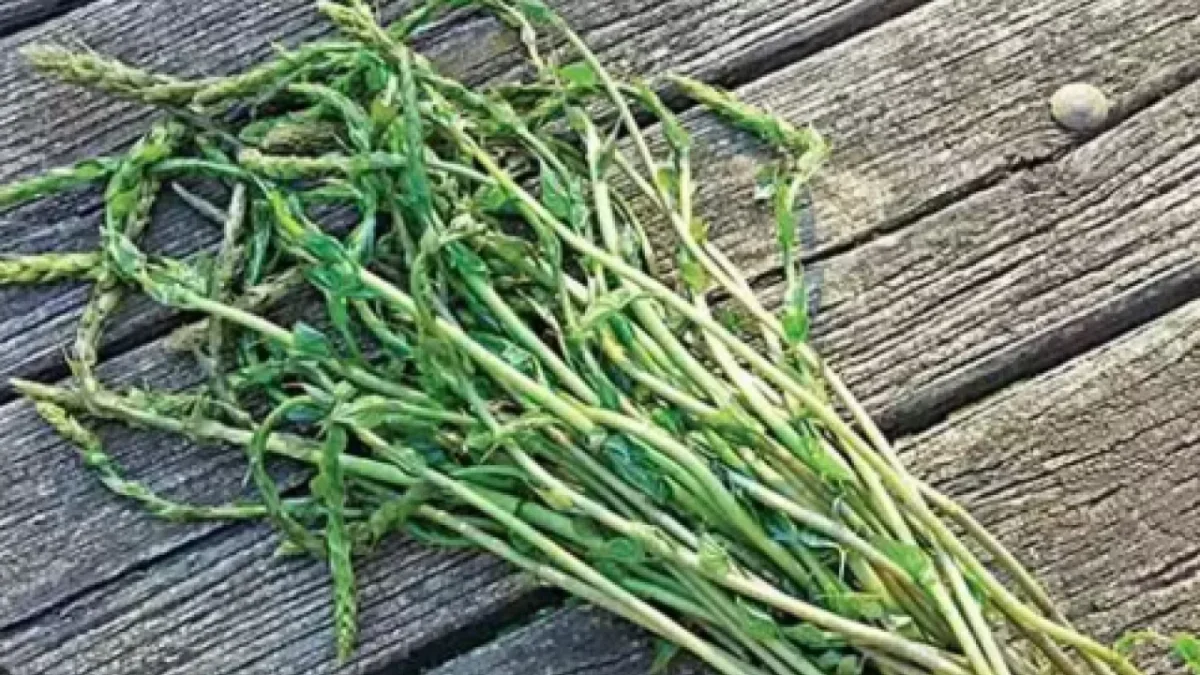 Aydın'ın yanı sıra Ege Bölgesi'nde de severek tüketilen kedirgen ve sarmaşıklar