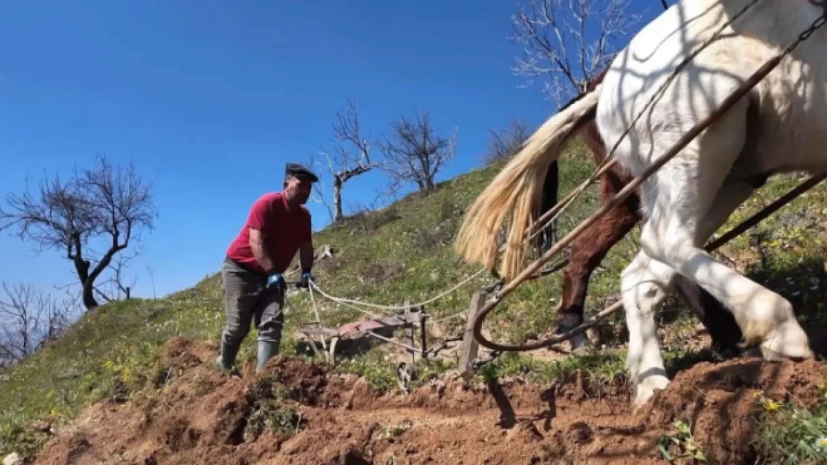 Aydın'ın Germencik ilçesinde dağlık arazilerdeki incir bahçelerinde günlük yevmiyesi 8 bin TL