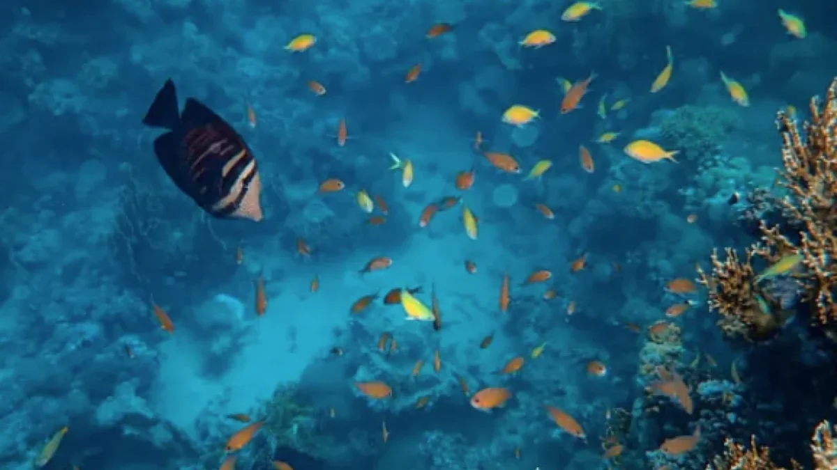 Deniz yaşamı çok şaşırtacak olaylara gebe!