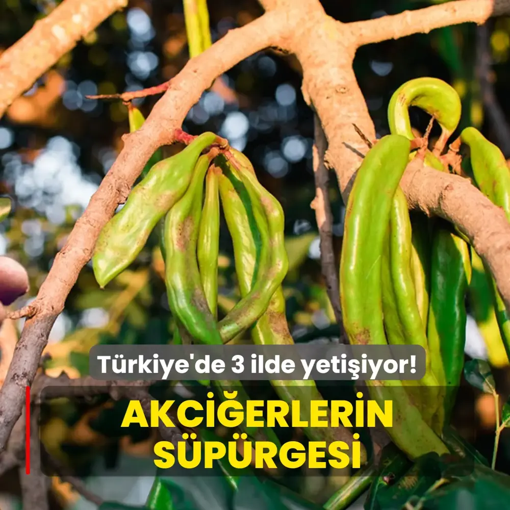 Akciğerlerin s&uuml;p&uuml;rgesi