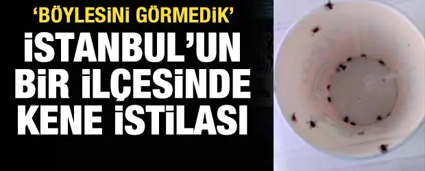 İstanbul&rsquo;un Sarıyer il&ccedil;esinde g&ouml;r&uuml;len &ccedil;ok sayıda kene, mahalle sakinlerini tedirgin etti