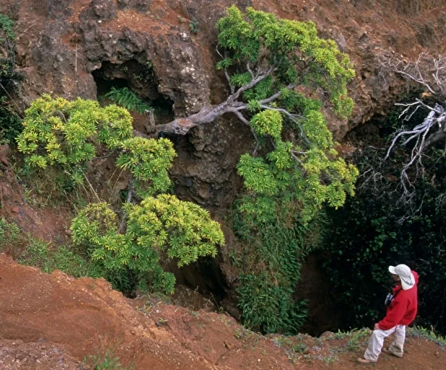 Şili a&ccedil;ıklarındaki Robinson Crusoe Adası'nda yaşayan d&uuml;nyanın son yabani Dendroseris neriifolia ağacı