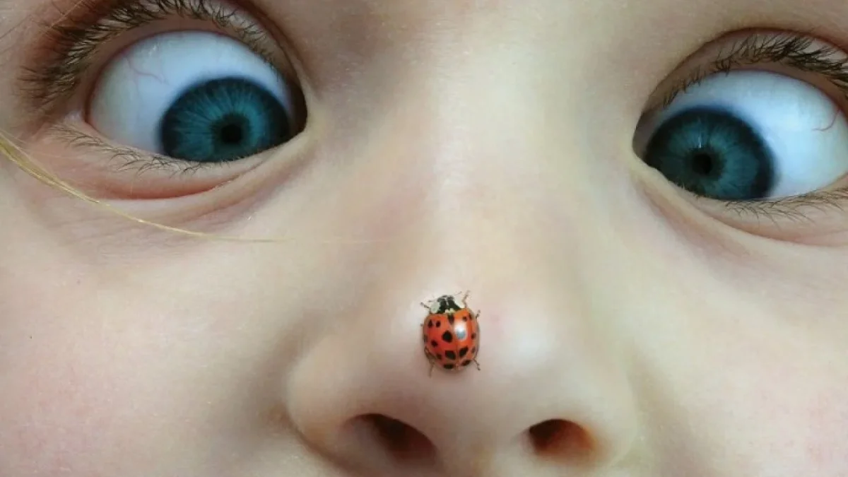 Biyoloji ve kimya uzmanı, Mikhail Gildenkov, uğur b&ouml;ceği (Ladybug/Coccinellidae) olarak bilinen b&ouml;ceklere dokunulmaması gerektiğini