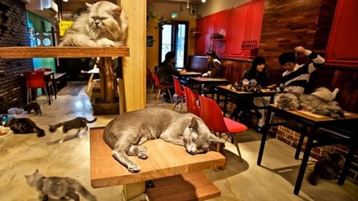 Kedi k&ouml;pek alınmayacak
