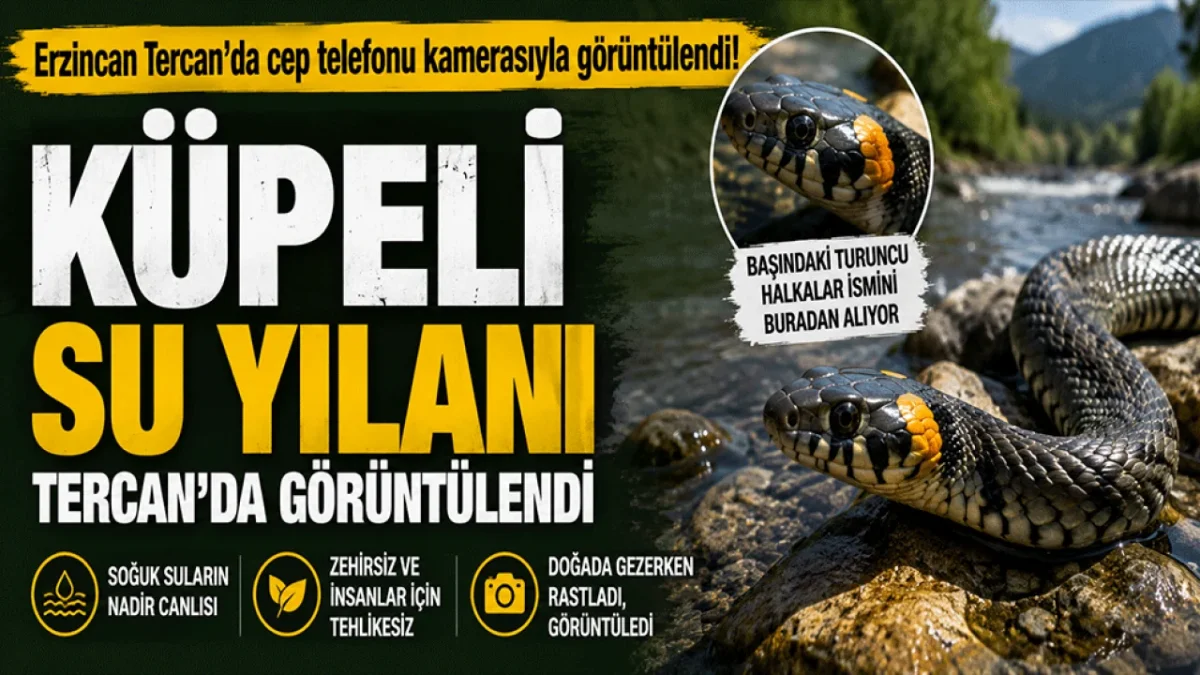 Erzincan'da nadir g&ouml;r&uuml;len k&uuml;peli su yılanı g&ouml;r&uuml;nt&uuml;lendi