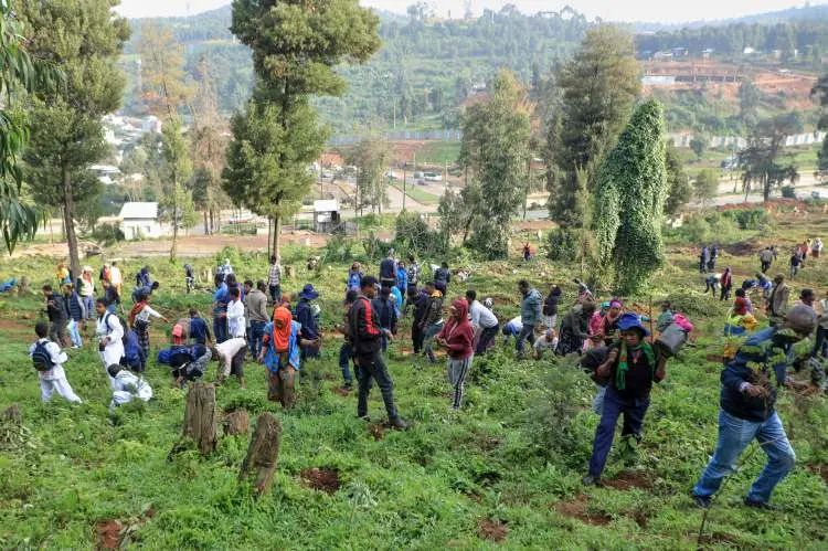 12 saate 353 milyon ağa&ccedil; dikimi &uuml;lkeye kıtlık getirdi